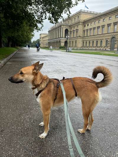 KRITIKOS LAGONIKOS-Beitrag-Bild