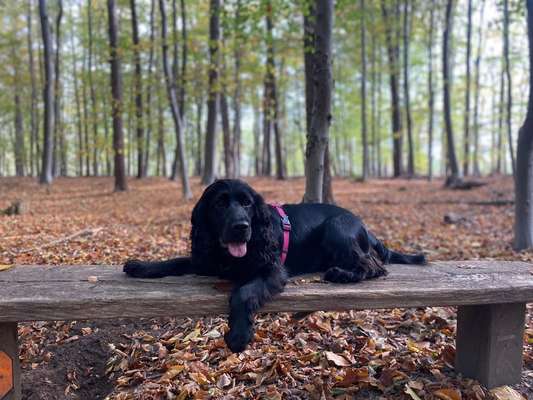 Cocker Spaniel-Beitrag-Bild