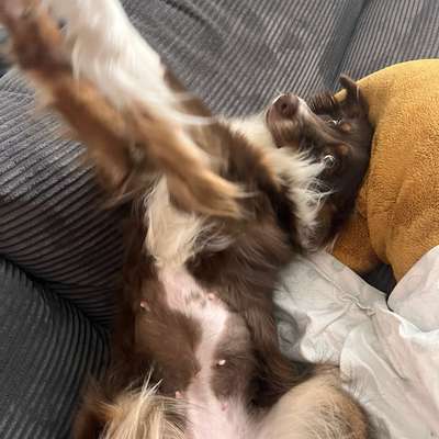 Hundetreffen-Rally Obedience Training-Profilbild