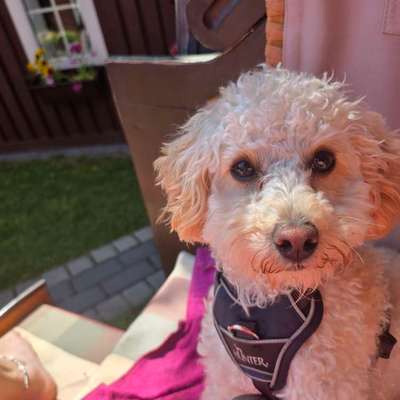 Hundetreffen-Suche andere kleine Pudel zum spielen-Bild