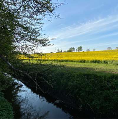 Hundeauslaufgebiet-Priesterbachrunde-Bild