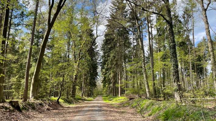 Hundeauslaufgebiet-Niendorfer Acht-Bild