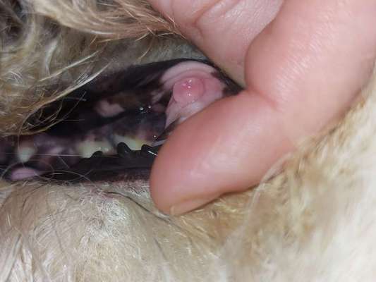 Geschwulst im Maul bei Hund-Beitrag-Bild