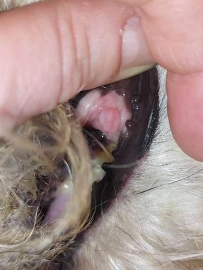 Geschwulst im Maul bei Hund-Beitrag-Bild