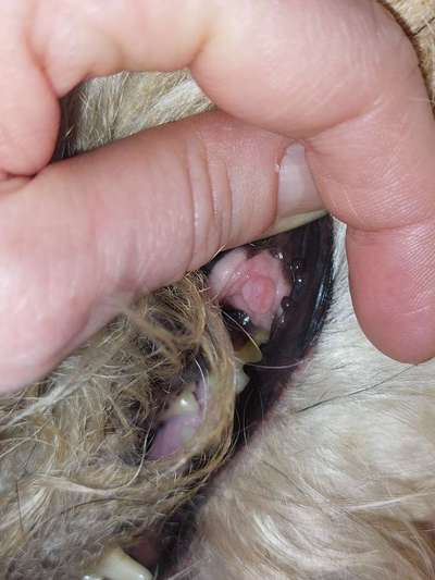 Geschwulst im Maul bei Hund-Beitrag-Bild