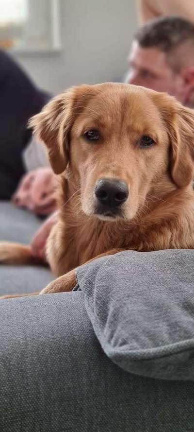 Wo sind die Golden Retriever Liebhaber?-Beitrag-Bild