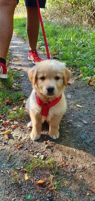 Welpen Bilder !-Beitrag-Bild