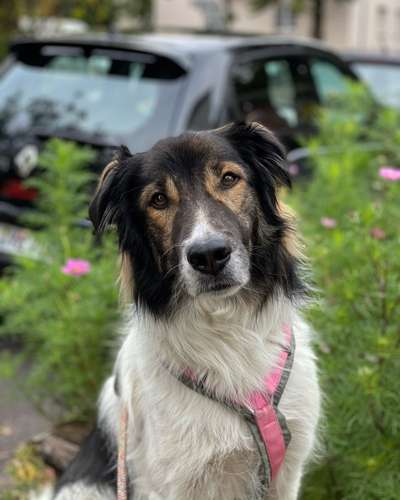 Foto's und Hundemodels-Beitrag-Bild