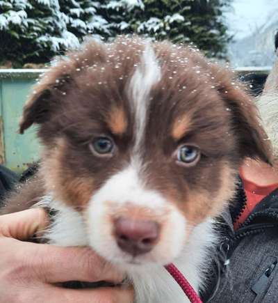 Aussies-Beitrag-Bild