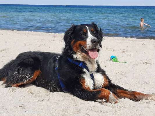 Berner Sennen-Beitrag-Bild