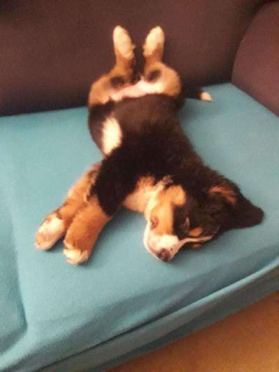 Welpen Bilder !-Beitrag-Bild