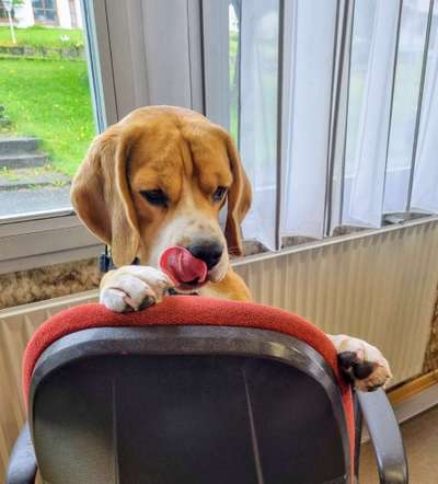 Bild wo euer Hund quatsch macht-Beitrag-Bild