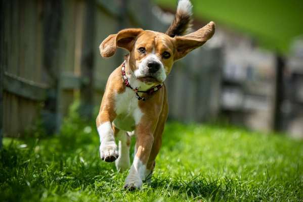 Foto-Challenge Nr. 90: Lebensfreude-Beitrag-Bild