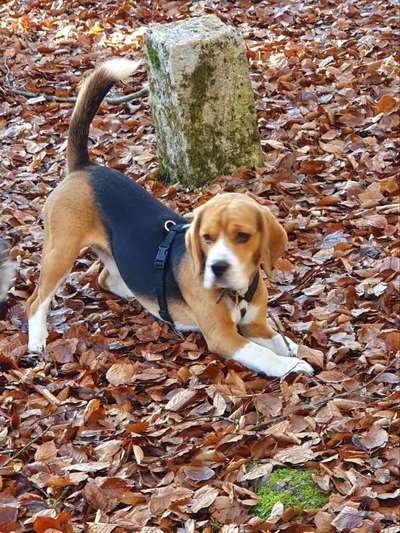 Wie wichtig ist euch das Aussehen eures Hundes?-Beitrag-Bild