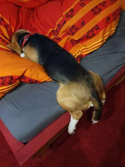 Hier ist der Spaßthread. Zum Schmunzeln und Kaputtlachen-Beitrag-Bild