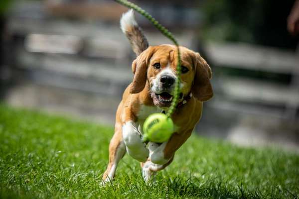 FOTO CHALLENGE 77 - Dein Hund im Spiel-Beitrag-Bild