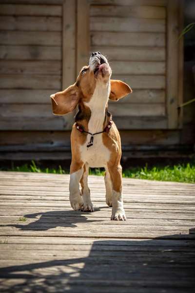 Fotochallenge Nummer 49: Schüttel dich-Beitrag-Bild