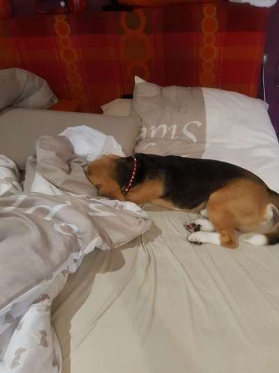 Gemeinsames Kuscheln im Bett!-Beitrag-Bild