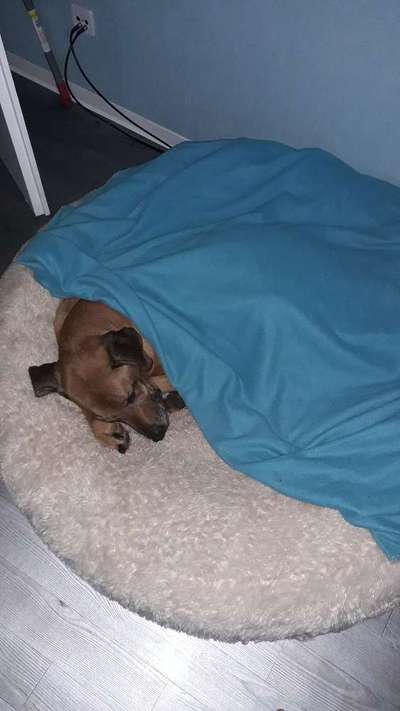 Körbchen / Hundebett-Beitrag-Bild