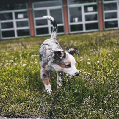 Hundetreffen-Junghunde Treffen in Nähe Achern