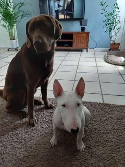 Miniatur Bull Terrier-Beitrag-Bild