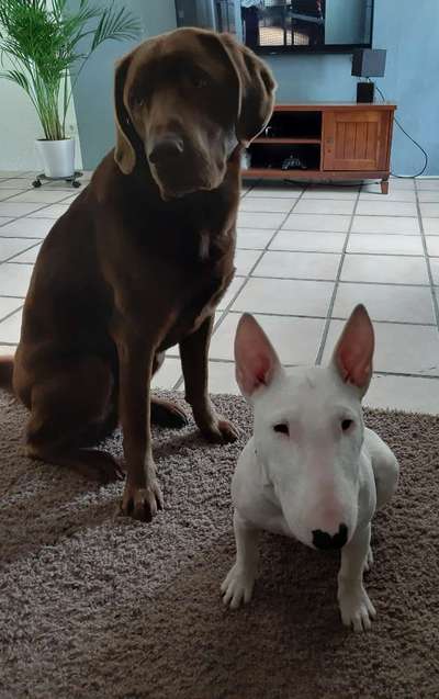 Miniatur Bull Terrier-Beitrag-Bild