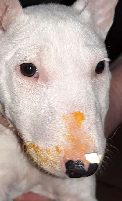 Zeigt her eure Hundenasen-Beitrag-Bild