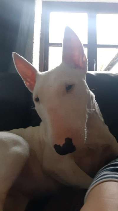 Miniatur Bull Terrier-Beitrag-Bild