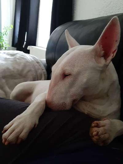Miniatur Bull Terrier-Beitrag-Bild