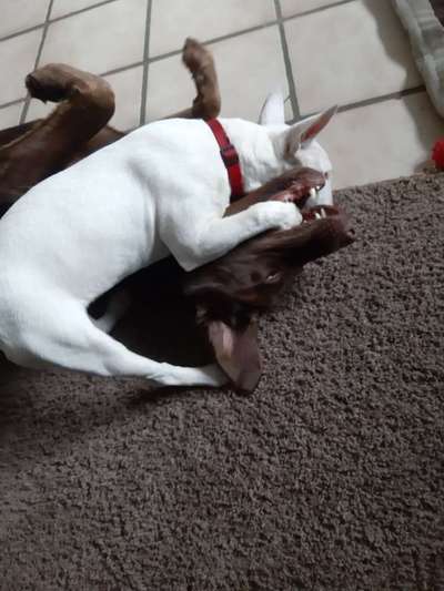 Fotosammlung: ,,Der natürliche Hund" Unbearbeitet, ungestellt und in Natura-Beitrag-Bild