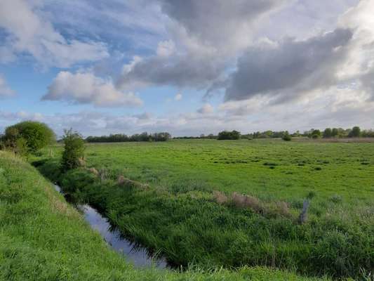 Die wunderschöne Welt mit Hund.-Beitrag-Bild