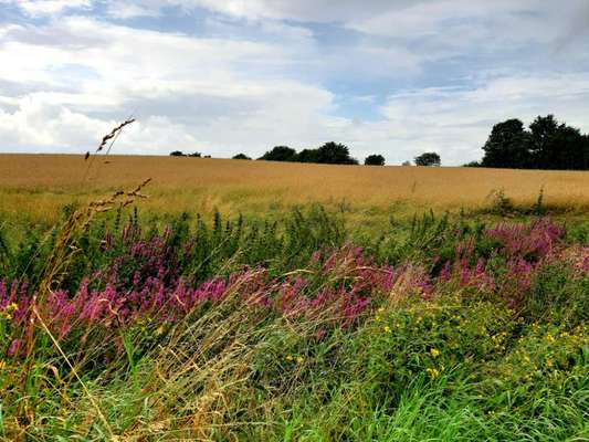 Die wunderschöne Welt mit Hund.-Beitrag-Bild