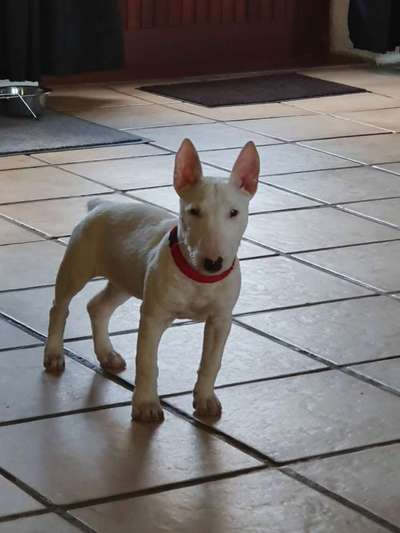 Miniatur Bull Terrier-Beitrag-Bild