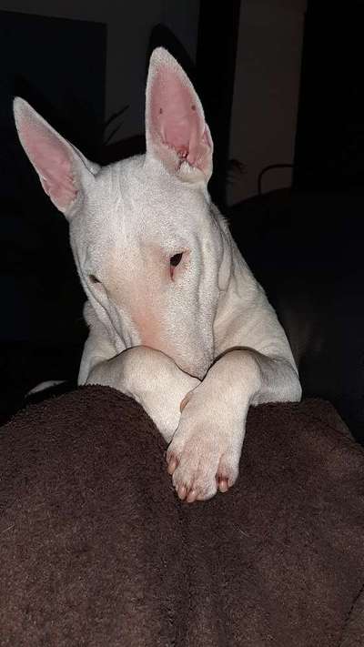 Miniatur Bull Terrier-Beitrag-Bild