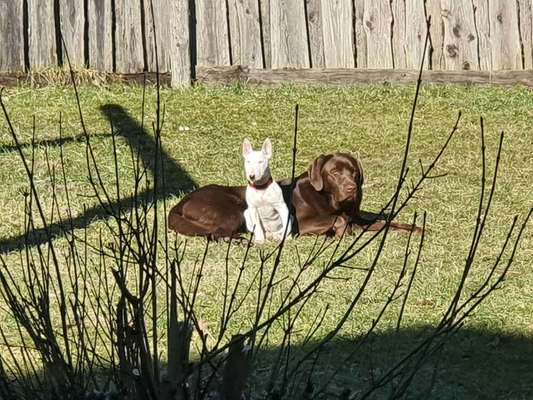 BIG LOVE :) mit 2 Hunden❣️-Beitrag-Bild