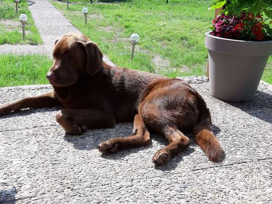 Labradorfans-Beitrag-Bild