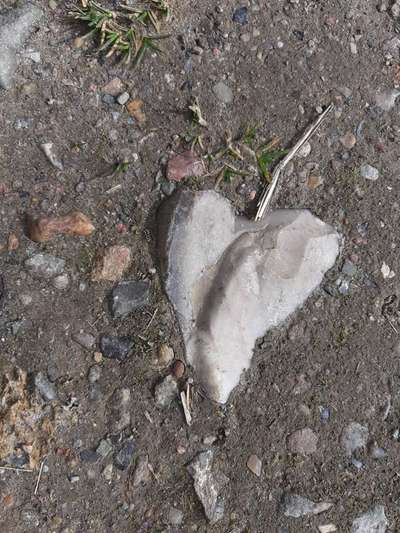 Die wunderschöne Welt mit Hund.-Beitrag-Bild