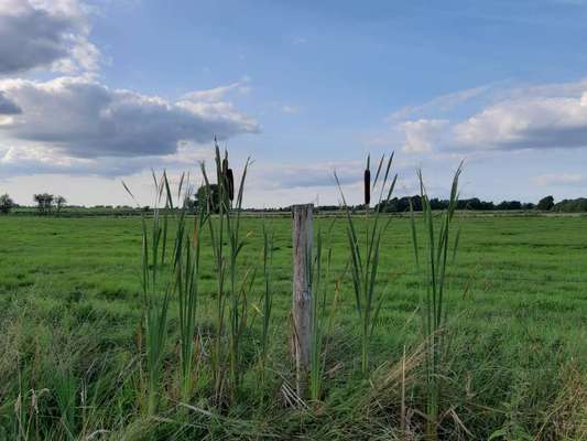 Die wunderschöne Welt mit Hund.-Beitrag-Bild