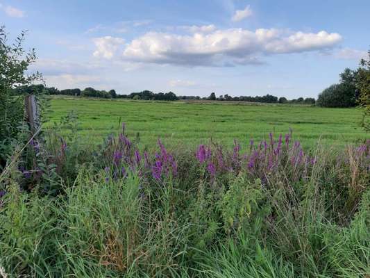 Die wunderschöne Welt mit Hund.-Beitrag-Bild
