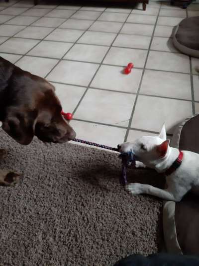 Die Dogorama Wochen Challenge-Beitrag-Bild