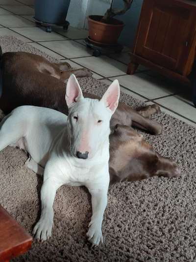 Miniatur Bull Terrier-Beitrag-Bild