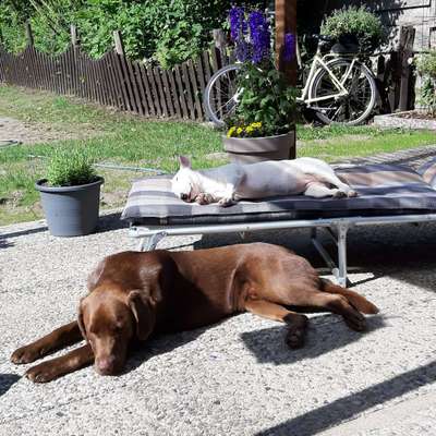 Die Dogorama Kalender Challenge 4/4-Beitrag-Bild