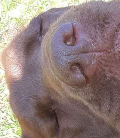 Zeigt mir die tollste Nahaufnahme von eurer Fellnase-Beitrag-Bild