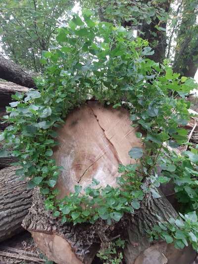 Die wunderschöne Welt mit Hund.-Beitrag-Bild