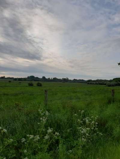 Die wunderschöne Welt mit Hund.-Beitrag-Bild