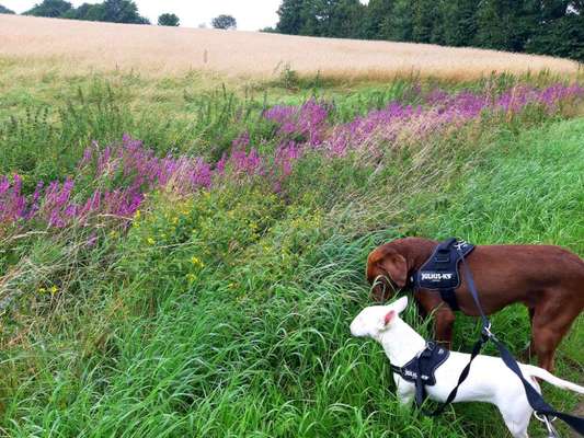 Die wunderschöne Welt mit Hund.-Beitrag-Bild