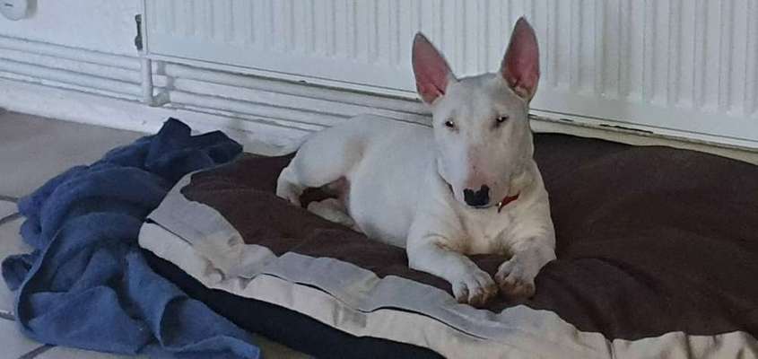Miniatur Bull Terrier-Beitrag-Bild
