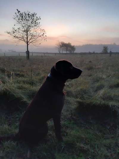 Hund und Natur-Beitrag-Bild