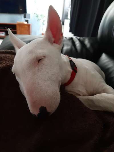 Miniatur Bull Terrier-Beitrag-Bild