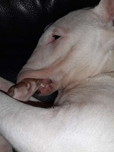 Hier ist der Spaßthread. Zum Schmunzeln und Kaputtlachen-Beitrag-Bild